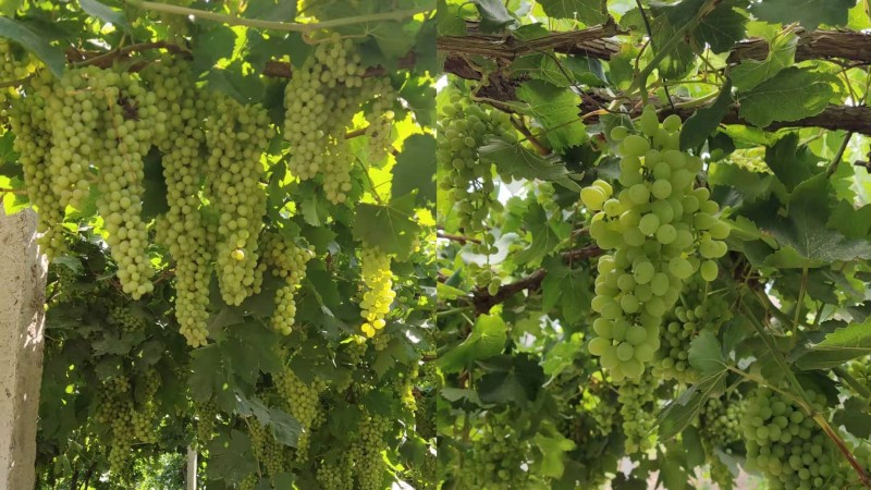 Grapes on the vines in Xinjiang