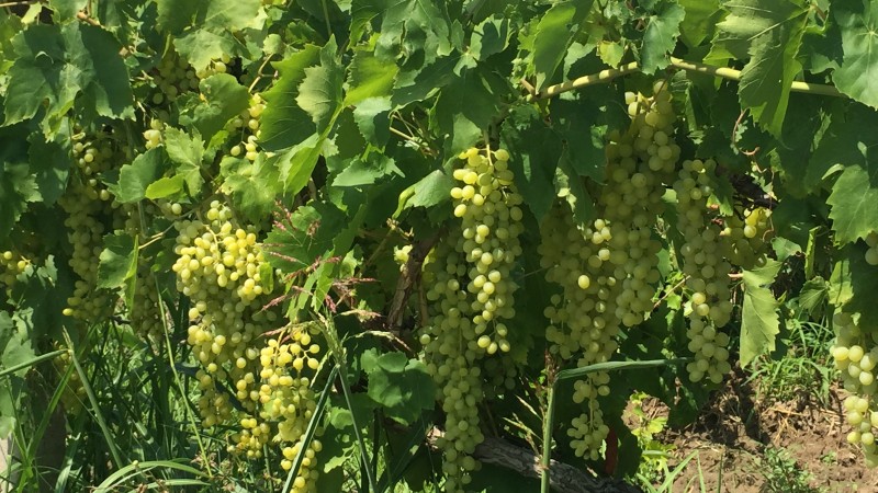 Grapes in Manisa, 2019 crop
