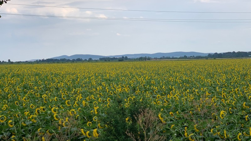 Sunflower field in Bulgaria