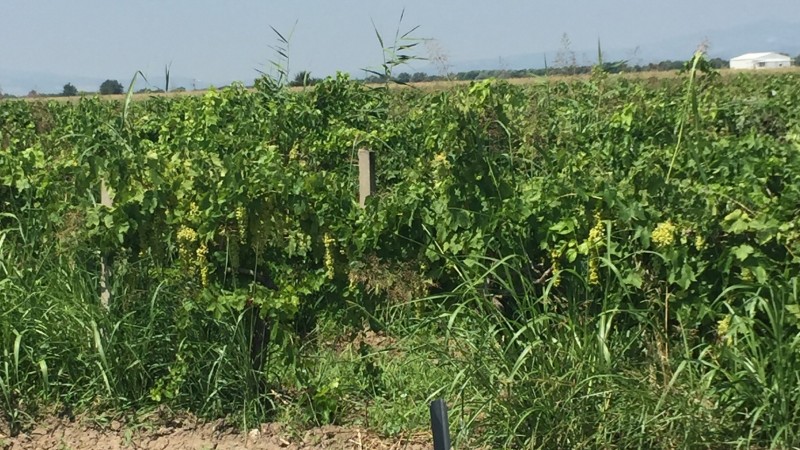 Vines in Manisa