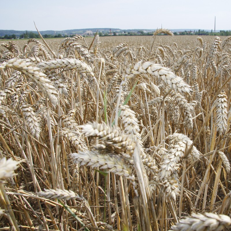 Wheat Matif Chart