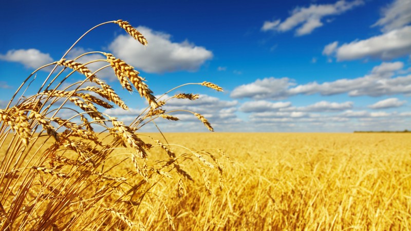 Пшеница: Экспорт украинской пшеницы может увеличиться - Mundus Agri