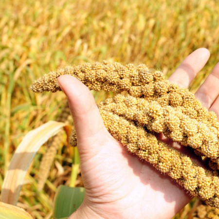 Желтое просо: Украина сдает позиции на рынке желтого проса - Mundus Agri