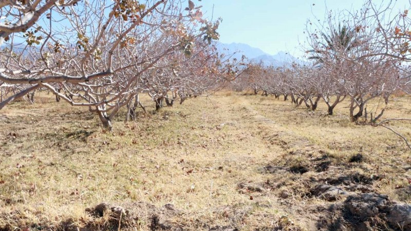 Pistachio orchard, Baluchestan, Iran @Iran Pistachio Association