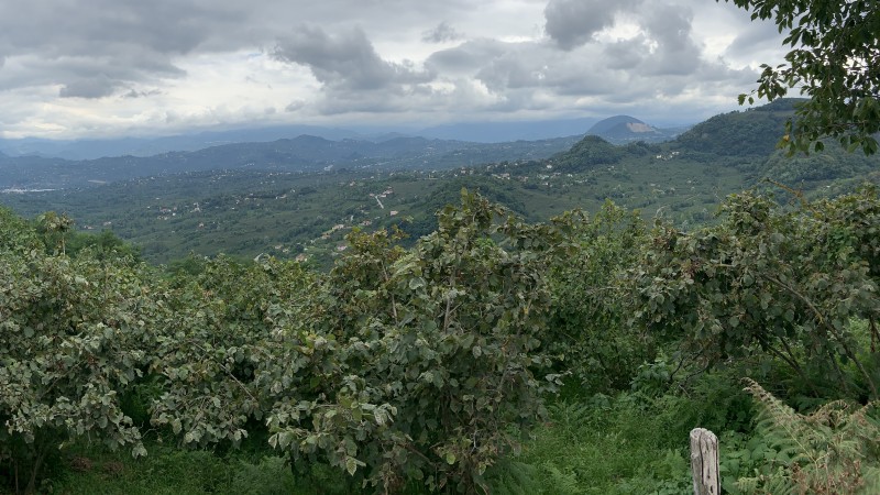 Haselnussfelder, Ordu, Türkei