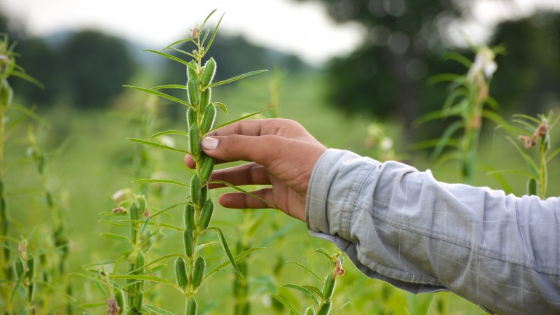 Sesame seeds: good crop estimates in India - Mundus Agri