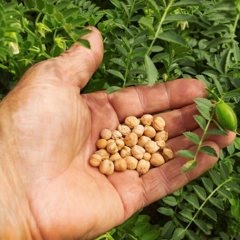 organic seeds garden Summer Garden Seed Collection main image 0