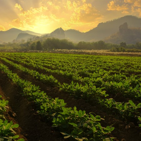 Why are Indian peanut prices falling?