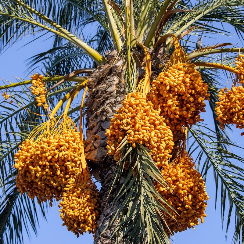 Leading Countries Growing Dates (Fresh Date Palm Fruits) - WorldAtlas