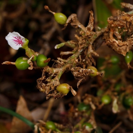 Spice market update: cardamom growers report severe crop damage ...