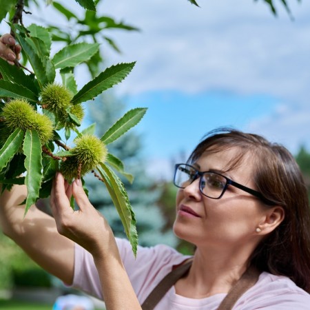 Chestnuts: concerns over high yields - Mundus Agri