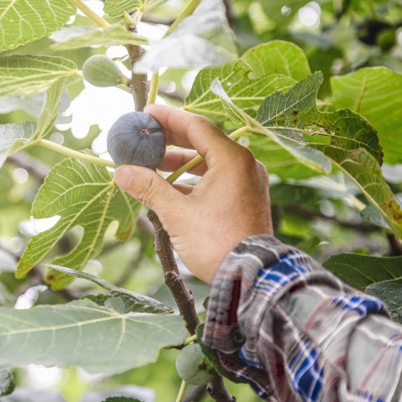 Dried figs: France increases imports from Turkey by 8% – Mundus Agri