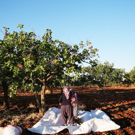 Pistachios: record crop in Turkey – Mundus Agri