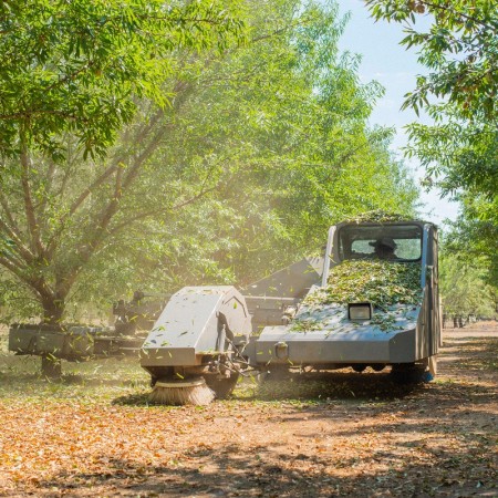 Almonds: game changer in Spain - Mundus Agri