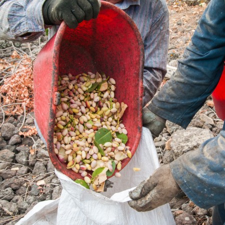 Pistachios: Turkey approves imports – Mundus Agri