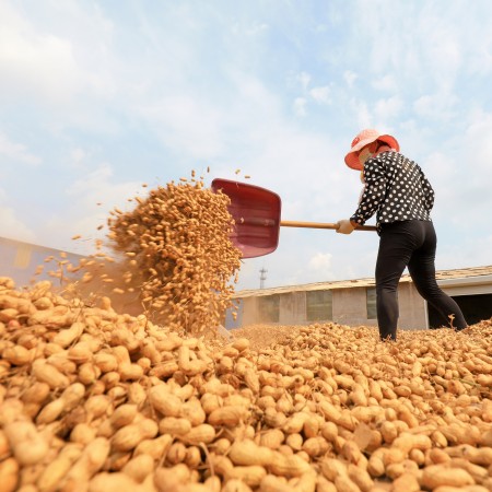 Peanuts: fierce competition – Mundus Agri