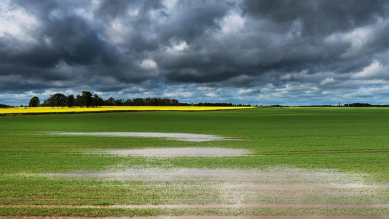 Rain has delayed sowing