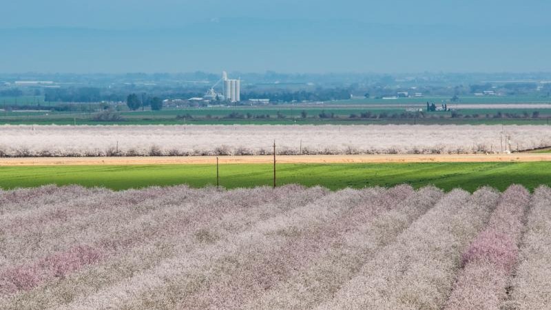 Californian almond orchard in full bloom