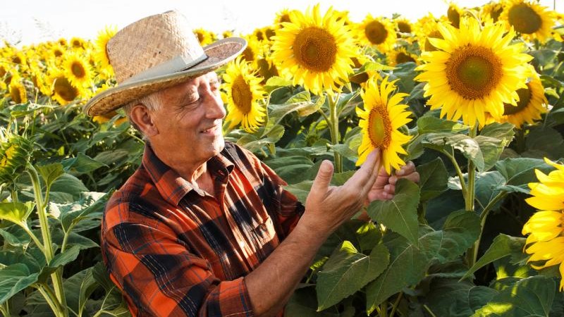 Sunflower seed production in Spain is expected to increase by 4.8%.
