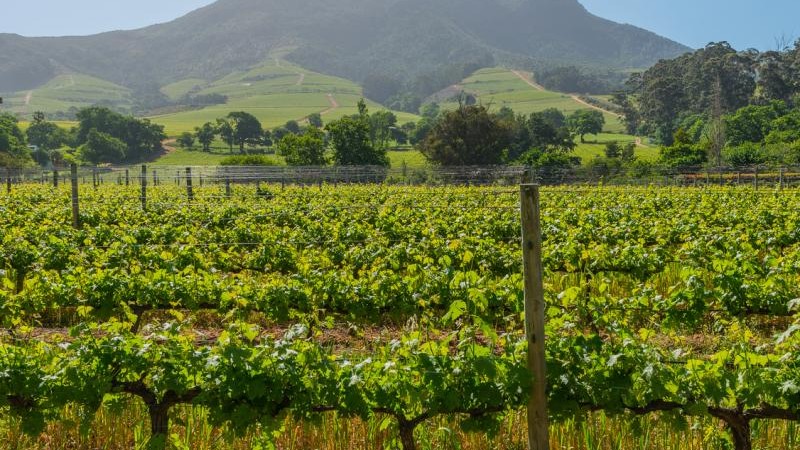 Frost can still affect the vineyards in Turkey in April.