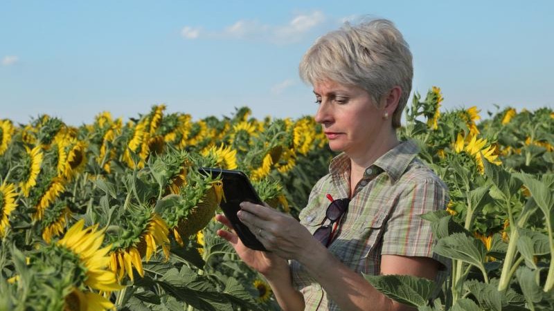 Negotianions for the 2018 sunflower seed crop are well under way in Bulgaria.