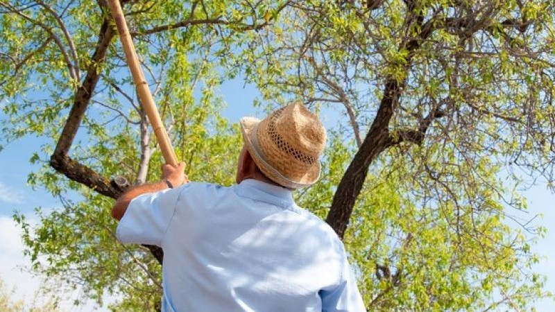  China's increase on import duties on almonds is causing great concern in California.