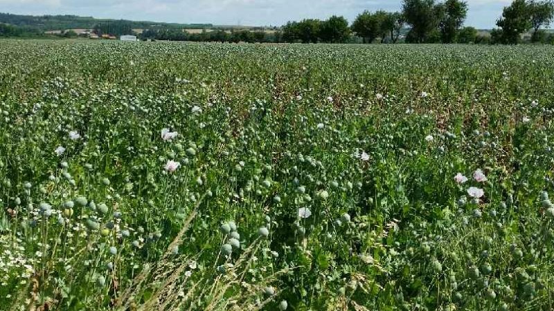 Sowing acreage in the Czech Republic is estimated at 35,000 - 40,000 ha.