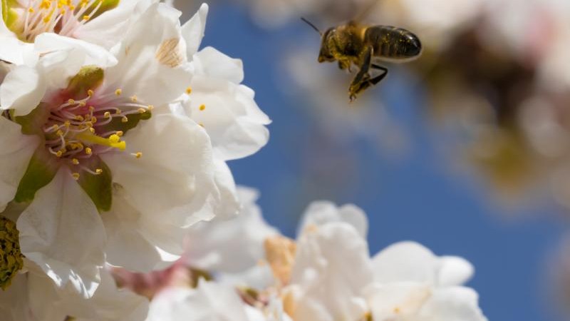 International demand for almonds is on the rise and the US is set to increase exports to the EU