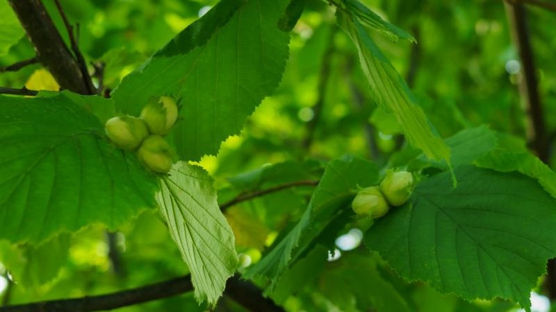 The risk of frost is over and the hazelnut market in Turkey is waiting for new crop estimates.