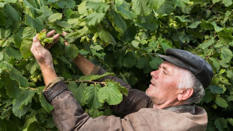 Fungal infections could impact this year's hazelnut crop in Turkey.