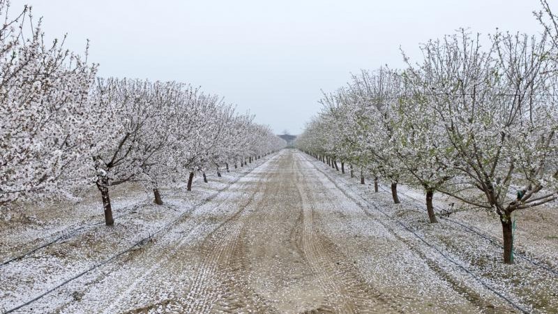 Almond supplies may be limited in California before the new crop arrives.