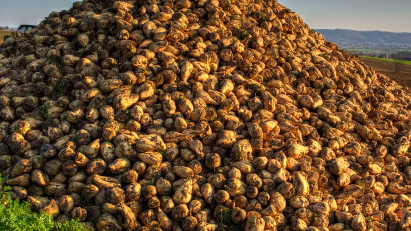 The US reckons with a record sugar beet production of 4.67 million mt.