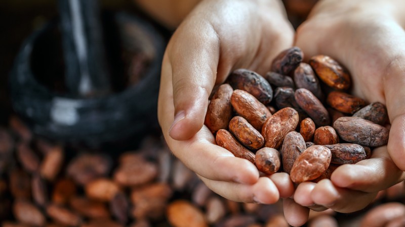 Demand for cocoa beans is on the rise.