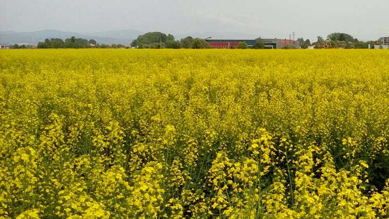 The forecasted showers will favor the development of the crop. 