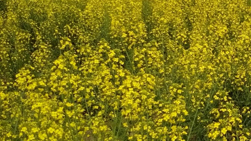 Yellow predominates throughout fields. In some land patches though, green dominates still. 