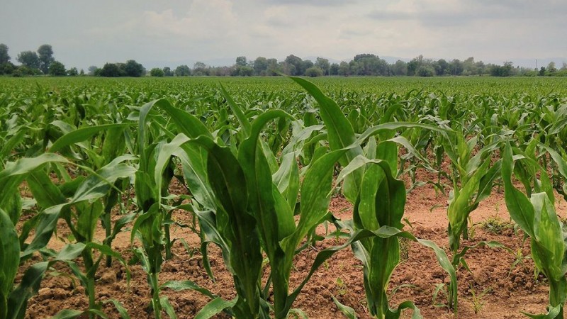 Such fields look encouragingly on the background of the belated sowing campaign this year.