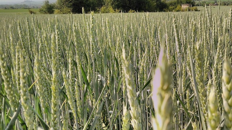 Harvest 2018-19 is approximately a month away.