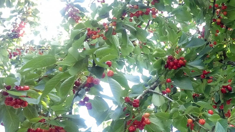 Orchards are full of cherries.