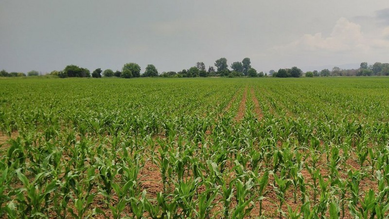 In fields, crops’ growth is encouraging.