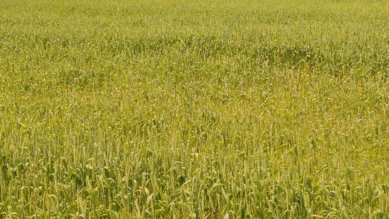 In the end of June/beginning of July 2018, farmers enter fields.