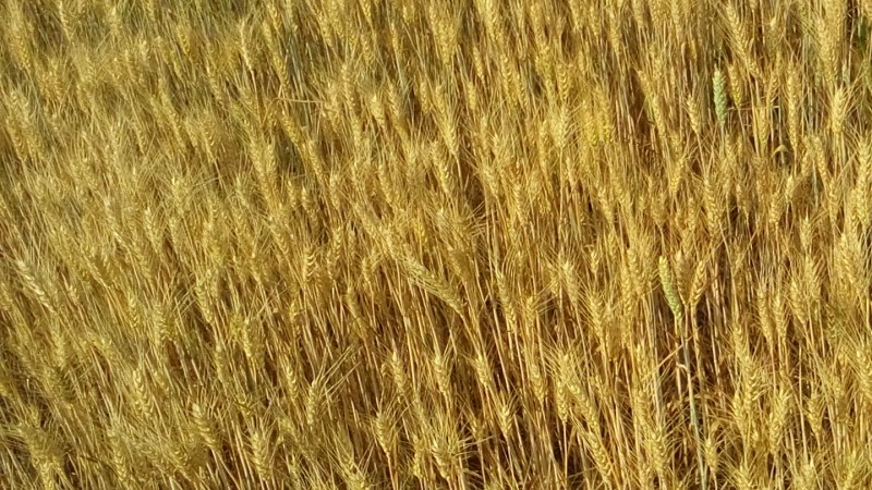 Fields are ready for harvest.