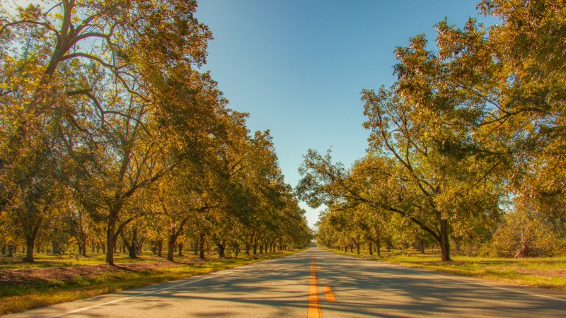 Pecan trees in Georgia