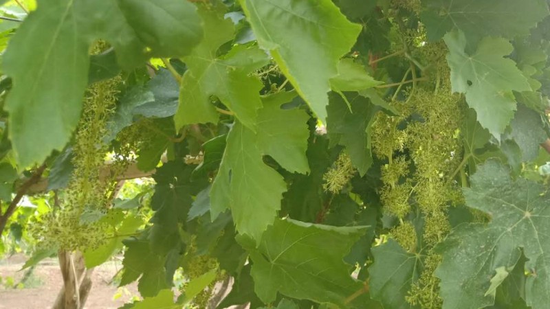 Vines in Xinjiang